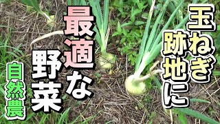 【自然農】　2022年4月26日　玉ねぎの後作に最適な野菜とは？　【natural farming】