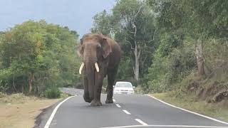 Elephant at masinagudi area