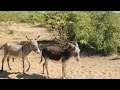 donkey very powerful gadha please subscribe my channel press bell icon for new delhi video