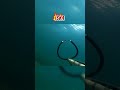 spearfishing zıpkınla balık avı spearfishing turkey shorts