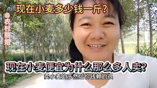 现在小麦多少钱一斤小麦越便宜为什么卖的人越多农民不容易