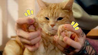 【肉球診断テスト】愛猫の性格が分かるらしいので検証してみます！