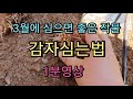 3월심을 작물 감자심는법 텃밭가꾸기 1분영상