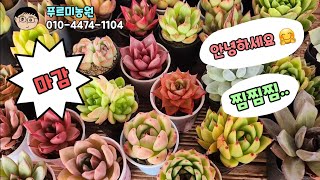 8월 12일🩷안녕하세요🤗오늘도 찜찜찜 ~~~#다육판매#다육식물#식물키우기#Korean succulent plants #多肉植物 #대전다육#충북다육#청주다육#태풍