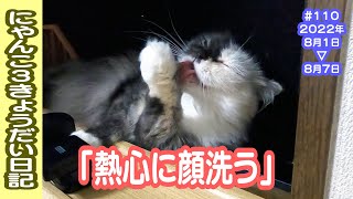 にゃんこ3きょうだい日記 #110 Diary of 3Cats [Aug.1-7/2022]