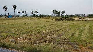 Kampot view | ការអភិវឌ្ឍន៍ដីឡូ ក្នុងភូមិត្រពាំងកញ្ឆែត ខេត្តកំពត