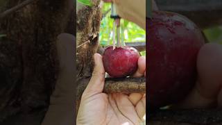 Enjoy the beautiful natural life 🍇🍒🥭🍏🍒🍈 please like comment subscribe please support #shorts #fruit