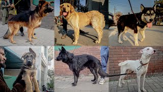 Lahore میں Dogs 🐕 Ki Mandi 9 Feb  | Tollinton Market Lahore | Exploring with YASIR