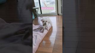 【マルポメ動画】うさぎ重かった？　#マルポメ　#マルポメのラテ　#ポメマル　#ポメラニアン　#マルチーズ　#ミックス犬　#dog 　#cute 　#play 　#mixdog　#超小型犬