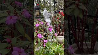 【HD動画】2024年11月29日  秋の花が咲いています。 #flowers #garden #癒し#自然 #naturelovers #薔薇は美しく散る #ばらの花 #rosegarden