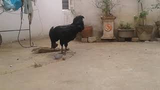 my kadaknath cock