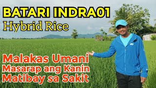 BATARI INDRA01 HYBRID RICE | Kayang Magbigay Ng 210 bags na Ani, Matibay sa Sakit