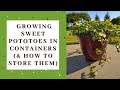 Growing sweet potatoes in containers and how to store them to make your harvest last