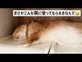 21 【うさぎのつくし】こんなところで⁉うさぎちゃんのお昼寝