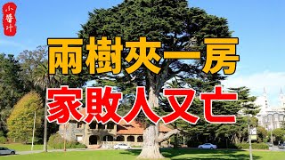 種樹需謹慎！俗語：“兩樹夾一房，家敗人又亡”，是什麼意思？有道理嗎？#生活小酱汁