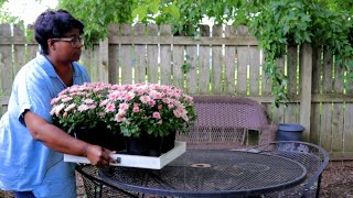 Do You Want Perennial  Mums Then Do this Now // Potting Up A Olive Tree Garden Queen