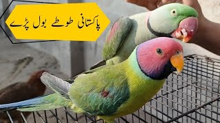 Pakistani Parrots Always Talking || New Raw Parrot Talk