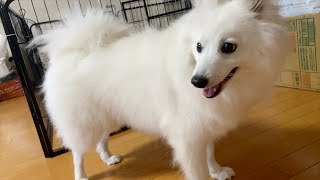 いくつか言葉がわかる愛犬に「行くで」とだけ伝えてみた！