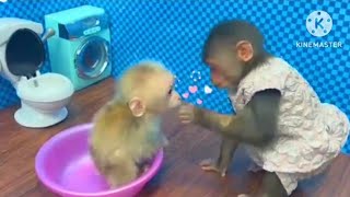 monkey/😍vairal/video