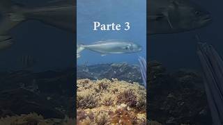 Preguntas Frecuentes Sobre Pesca Submarina Pt.3