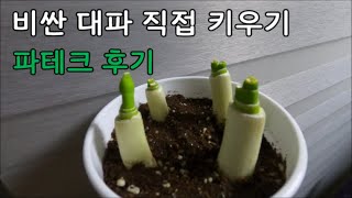 비싼 대파 가격 직접 심어서 키워보기 (feat. 파테크)