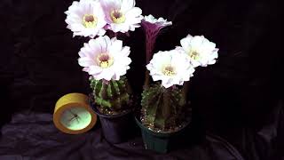 サボテン開花タイムラプス 「エキノプシス ・短毛丸」 | Time-lapse video of flower of Cactus \