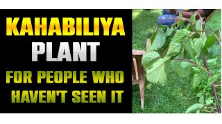 Kahabiliya plant For those who haven't seen it | කහබිලියා දැකලා නැති අයට