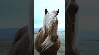 Admire the Beauty of the Haflinger Horse #shorts #viral