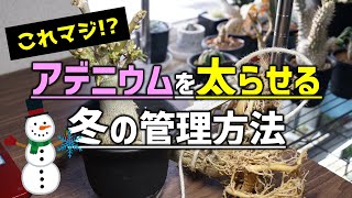 【多肉の冬管理】アデニウムを太らせる冬越しの方法【人気観葉植物の育て方】【砂漠のバラ】