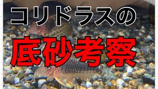 コリドラスの底砂！何がオススメ！？過去の経験からお話します