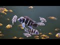 기베로사 모바 선별하기 모바 선별 기준 cyphotilapia gibberosa blue zaire moba