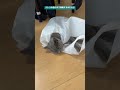 ニトリは袋もnウォーム仕様なのか？と思わせるほど爆睡する猫。 shorts ほっこり ブサ可愛い britishshorthair