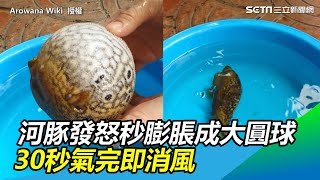 河豚發怒秒膨脹成大圓球　30秒氣完即消風萌翻網友｜三立新聞網SETN.com