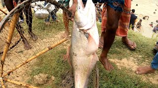 চাক জাল দিয়ে নদীতে বিশাল বোয়াল মাছ | Huge boiled fish in the river with wheel nets