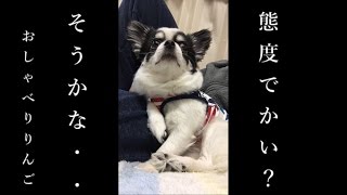 チワワのりんご～ブサ可愛いおしゃべり犬～　あれ何？ロフト？ふーん・・。えっ、態度でかい？？