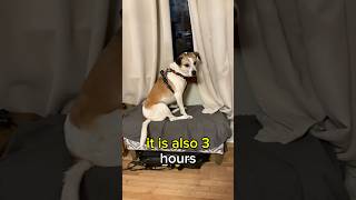 Can dogs really do math? #Dog #Math #Funny #Shorts. ￼