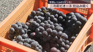 三次産ピオーネを使ったワインの仕込み　広島