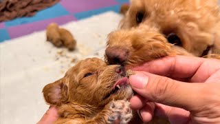 子供の離乳食を狙う強欲ママ【デカプー】【トイプードル】