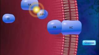 Active Transport by Group Translocation [HD Animation]