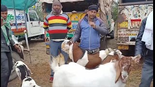 Rajasthan bakra mandi tonk goat market live updet cover with price