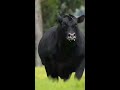 black angus