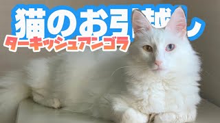 【猫のお引っ越し】ターキッシュアンゴラ　ムー編