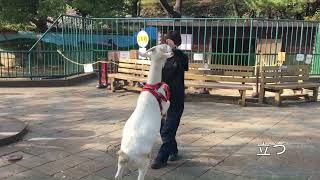 お城の動物園だより〜技の道は胃袋から（ニュース和歌山220108）