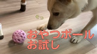 【保護犬 ボール遊び】おやつボールで遊んでくれる？忠犬ひだまり（保護犬、雑種犬、成犬）