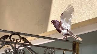 Albanian Pigeon ( Pellumb Balli)