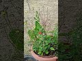 loganberry climbing fruit tree and ginger plants