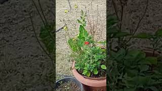 LOGANBERRY CLIMBING FRUIT TREE and GINGER PLANTS