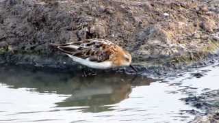 חופית קטנה Little Stint