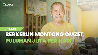 Berkebun Montong Omzet Puluhan Juta Sehari