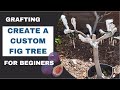 Successfully Create Your Own  Frankenfig  Tree - When & How to Graft Easily